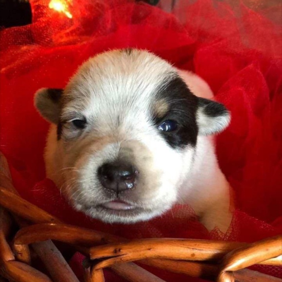 🔥🔥🔥 🐾🐾DISCLOSURE  - I ADMIT IT!!! 🐾🐾🔥🔥🔥 - Picture 1 of 7